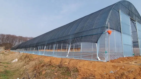 Shading Rate 20%-90% Plastic Sheeting Greenhouse For Strawberries