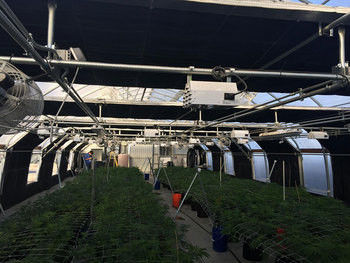 Mushroom Light Deprivation Greenhouse With Hot Dip Galvanized Steel Pipe