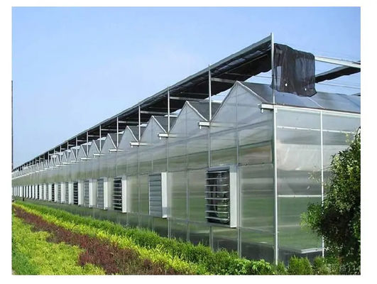 Venlo Glass Polycarbonate Greenhouse With Seedbed Hydroponic For Tomato Strawberry