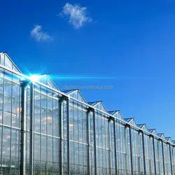 Hydroponic System Multi Span Glass Greenhouse Commercial Agriculture Vertical Farming