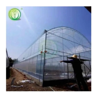 Single Span Tunnel Plastic Film Agricultural Greenhouse High Disaster Resistance