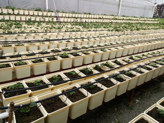Hydroponic System Dutch Bucket Vertical Aquaponics Growing System For Vegetables