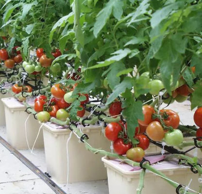 Hydroponic System Dutch Bucket Vertical Aquaponics Growing System For Vegetables