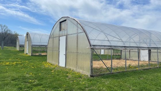 Single Span PE Film Tunnel Greenhouse With Galvanized Steel Frame
