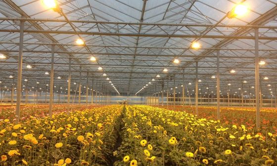 Hot Galvanzied Steel Pipe Agricultural Venlo Glasshouse Turnkey Project