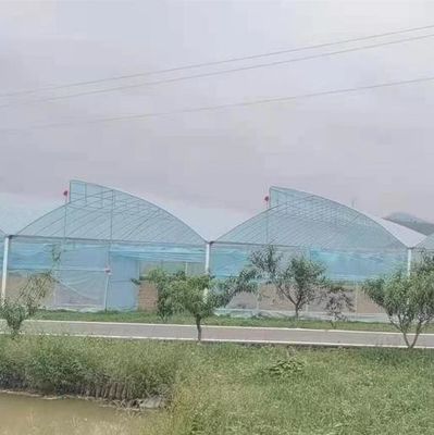 Sawtooth Roof Multi Span Plastic Film Greenhouse Width 6m 8m 9m