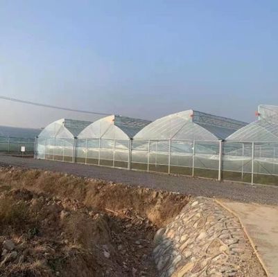 Sawtooth Roof Multi Span Plastic Film Greenhouse Width 6m 8m 9m