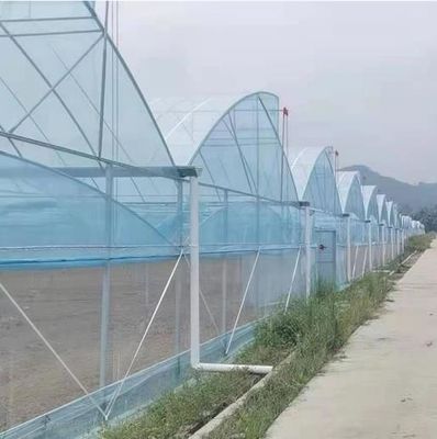 Sawtooth Roof Multi Span Plastic Film Greenhouse Width 6m 8m 9m