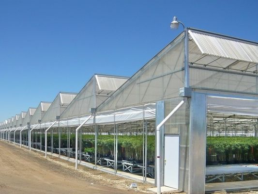 Polycarbonate Multi Span Plastic Film Greenhouse Plastic Tomato Greenhouse OEM