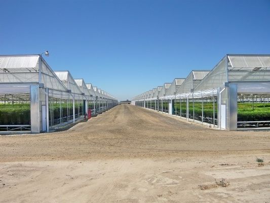 Polycarbonate Multi Span Plastic Film Greenhouse Plastic Tomato Greenhouse OEM