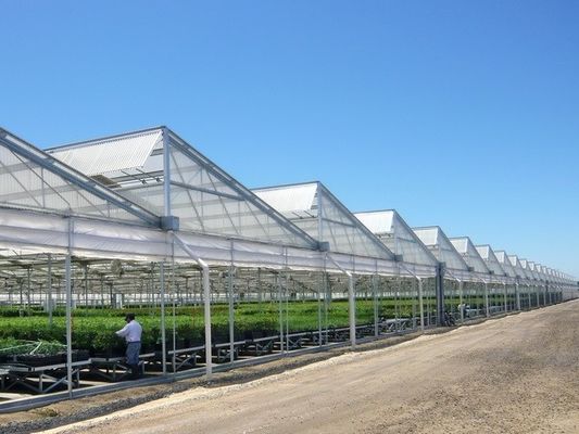 Polycarbonate Multi Span Plastic Film Greenhouse Plastic Tomato Greenhouse OEM