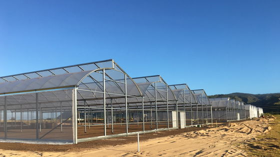 Polycarbonate Multi Span Plastic Film Greenhouse Plastic Tomato Greenhouse OEM