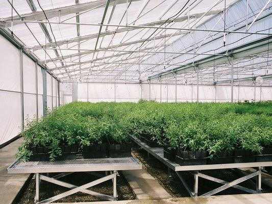 PE Plastic Film Greenhouse Multi Span Sawtooth Turnkey Project