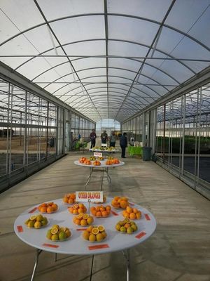 Multi Tunnel Plastic Film Greenhouse 10x30m Customizable