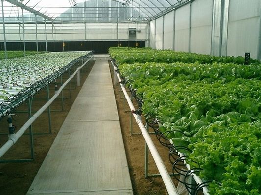 Multi Tunnel Plastic Film Greenhouse 10x30m Customizable