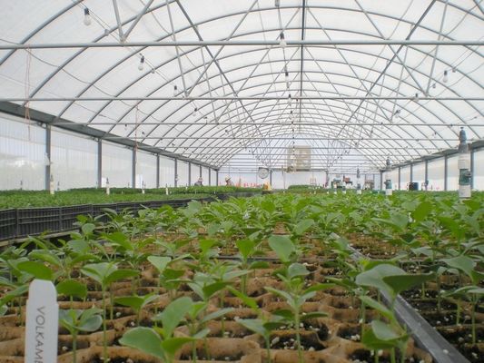 Multi Span Film Hydroponic Garden Greenhouse 10X30m Customizable