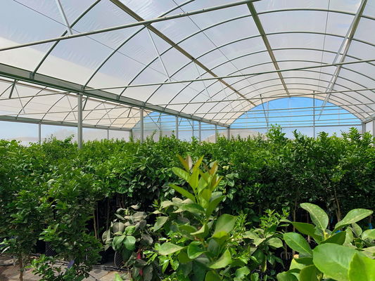 Hot Dipped Galvanized Steel Multi Tunnel Greenhouse Plastic Tomato Greenhouse OEM ODM