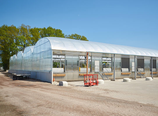 Agricultural Plastic Film Greenhouse Length 32m-80m With Hot Dipped Galvanized Steel Frame