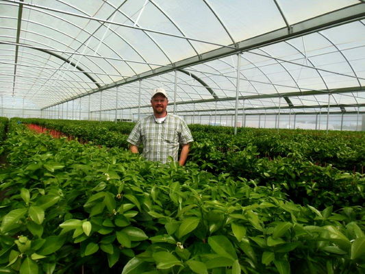 Multi Span Film Hydroponic Garden Greenhouse 10X30m Customizable