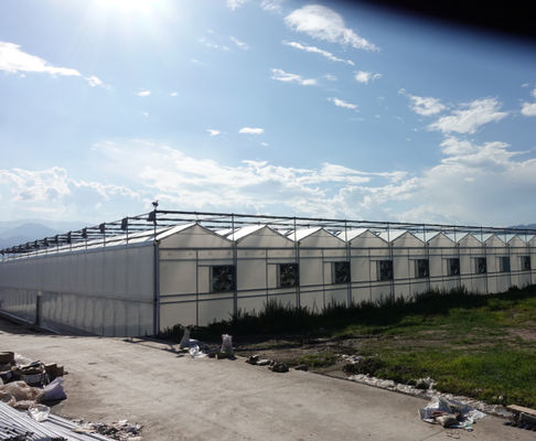 Saw Tooth Type PE Film Greenhouse Width 6m 8m 9m 10m 12m