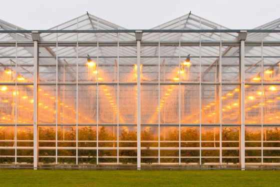 Agriculture Multi Span Venlo Glass Polycarbonate Sheet Greenhouse With Hydroponic System