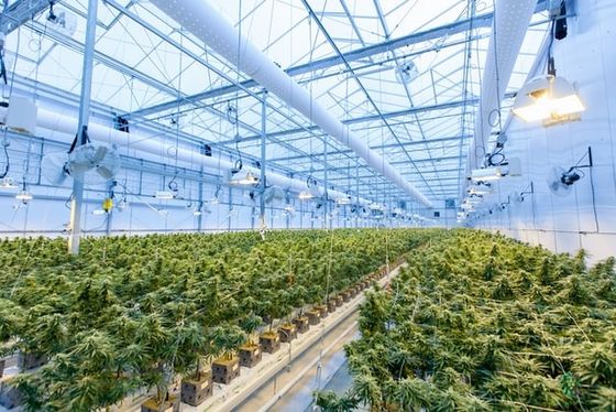 Agriculture Multi Span Venlo Glass Polycarbonate Sheet Greenhouse With Hydroponic System