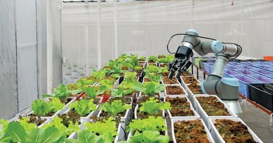Agriculture Multi Span Venlo Glass Polycarbonate Sheet Greenhouse With Hydroponic System