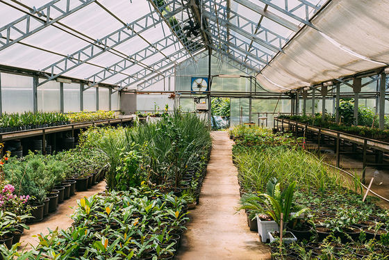 Agriculture Multi Span Venlo Glass Polycarbonate Sheet Greenhouse With Hydroponic System