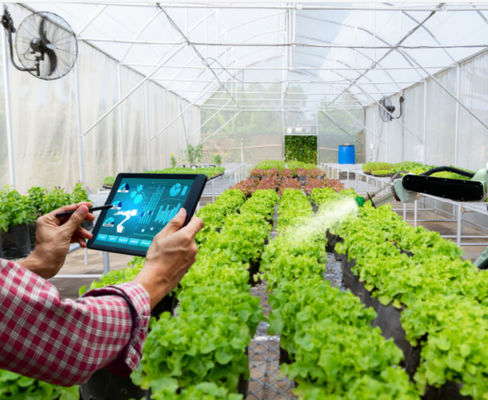 Agriculture Multi Span Venlo Glass Polycarbonate Sheet Greenhouse With Hydroponic System