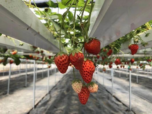 Hydroponic Grow System Garden Including LED Fluorescent And HID Lighting