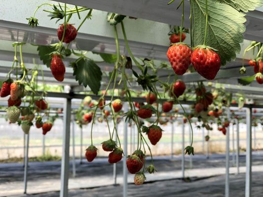 Hydroponic Grow System Garden Including LED Fluorescent And HID Lighting