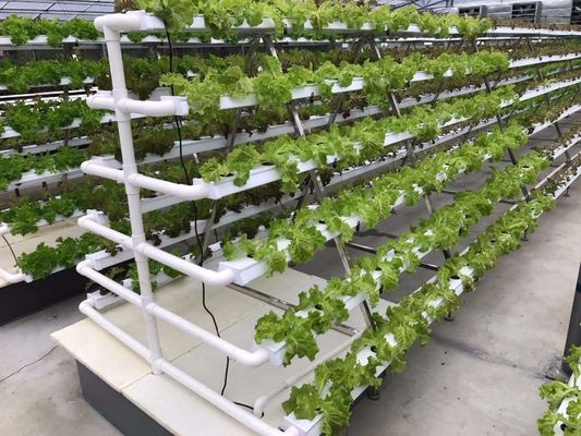 pH Control Vertical Hydroponic System NFT Gully Channel 4x8 Flood Tray