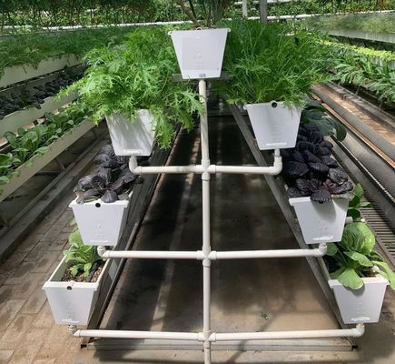 CO2 Control Seedling Hydroponic System Tray For Microgreen Growing