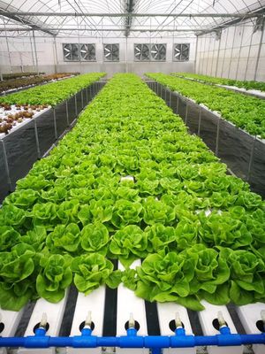 NFT System Vertical Hydroponics Garden Automatic Humidity Control