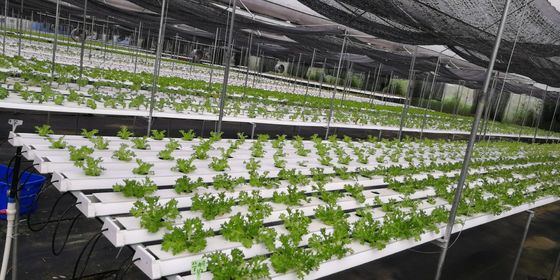 Hydroponic Grow System Garden Including LED Fluorescent And HID Lighting