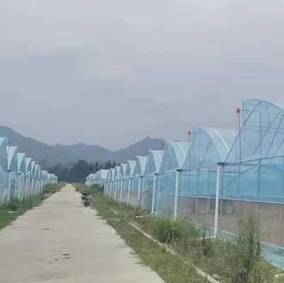 Sawtooth Roof Multi Span Plastic Film Greenhouse Width 6m 8m 9m